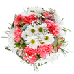 Awash with uplifting colour and joyful intent, this St Paul's Cray bouquet is a spirited expression of fresh local floristry. White daisies with sunny green centers form the heart of the arrangement, their luminous petals reminiscent of flourishing blooms in St Paul's Cray gardens each spring. Interlaced are generous coral-pink carnations, their ruffled profiles adding warmth and a jubilant energy that mirrors neighbourhood festivities. Ethereal clouds of baby's breath flutter between the main blossoms, bringing lightness and movement as if a breeze sweeps through the bouquet. Here and there, slender buds of blushed alstroemeria peek from the greenery, introducing a gentle complexity with pastel streaks. The leaves-silvery eucalyptus and rich dark greens-ground the bouquet and infuse it with the fresh, herbal scent cherished by locals on a stroll through local parks. Each stem is purposefully placed to offer harmony and fullness, celebrating life's special moments from birthdays to anniversaries or as a thoughtful gesture to brighten a loved one's day in or around St Paul's Cray. Presented against a crisp white background, the arrangement glows with natural beauty, the florists' artistry ensuring every flower and hue conveys a message of optimism and heartfelt care, reflecting the warmth and vibrancy of the community.